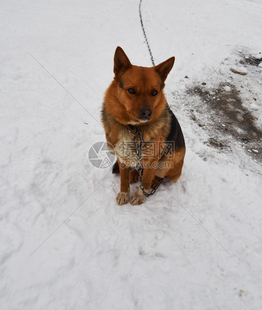 可爱的伴侣动物白雪上坐着一条皮带的红头发狗图片