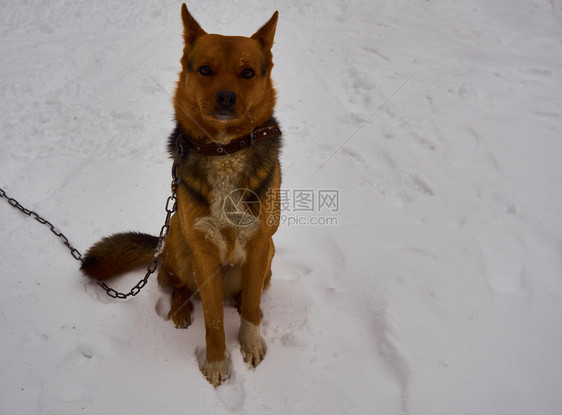 红色的健康年轻白雪上坐着一条皮带的红头发狗图片