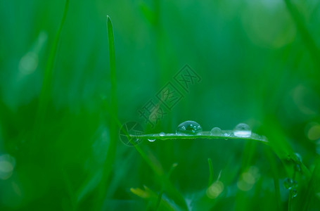 在绿叶上紧贴的雨滴阳光照耀在清晨露水下野草有透明的水滴为生态友好概念提供美丽的新鲜自然背景绿色生活环境为了图片