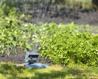 基辅灌木丛稻草喷洒机在白天的夏日花园里灌溉和草坪水中流淌着棕榈洋葱和草洒水图片