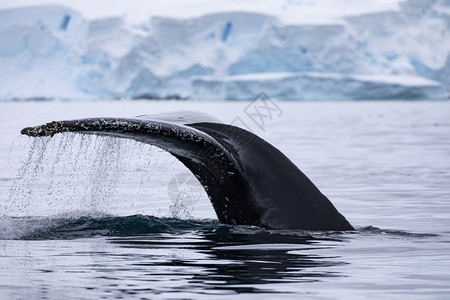 在南极洲白冰山前紧靠着满是水的流低头鲸鱼在南极洲白冰山前尾端座头鲸沦图片