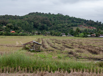 农业在泰国北部山附近的收割时间过后稻田中的老破旧小屋被打碎了该小屋位于泰国北部山区附近户外乡村的图片