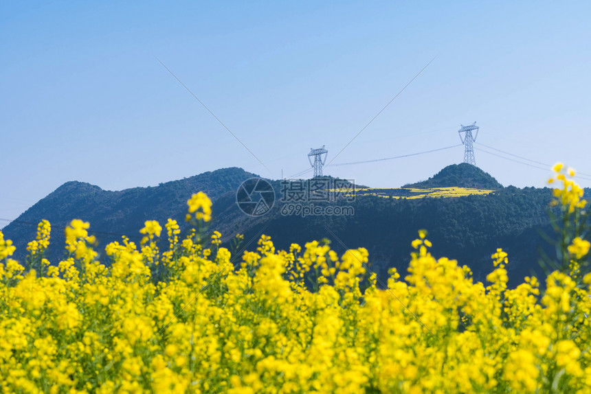 黄色的油菜籽户外罗平县螺田司油菜花图片