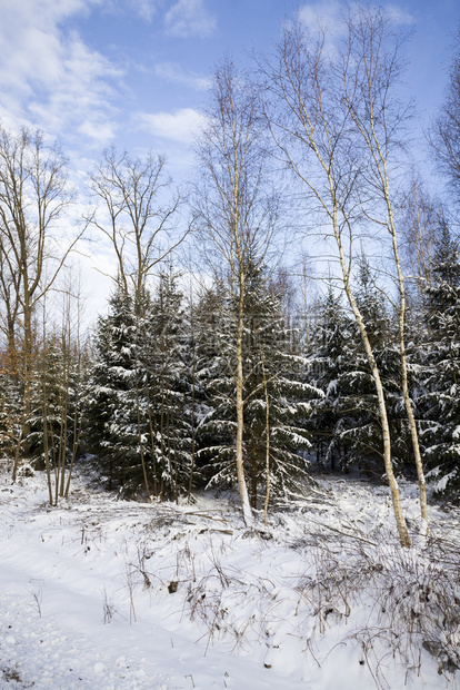 场景季节树木生长的森林冬季白雪这个自然背景在森林中冬季天绿色图片