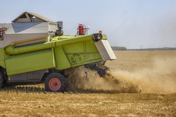 在小麦田作业的合并收割机扔稻草谷物黄色的结合图片