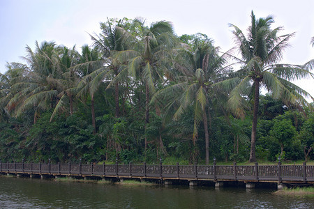 建造丛林热带地区横渡河流的美丽木架桥穿过图片