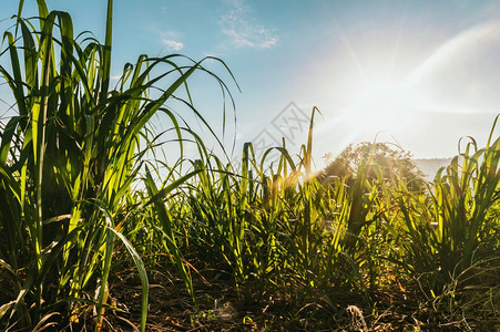 甘蔗田地中日出和蓝天空背景的甘蔗农民新田图片