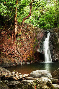 热带雨林景观木桥丛林植物和小瀑布的流水老挝VangVieng植物群湖绿色图片