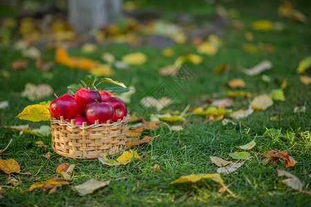 农场分支花园里鲜美多汁的水果收获焦点绿草中一篮红苹果食物和秋天的概念花园中美味多汁的水果收获焦点绿草中红苹果满篮生物图片