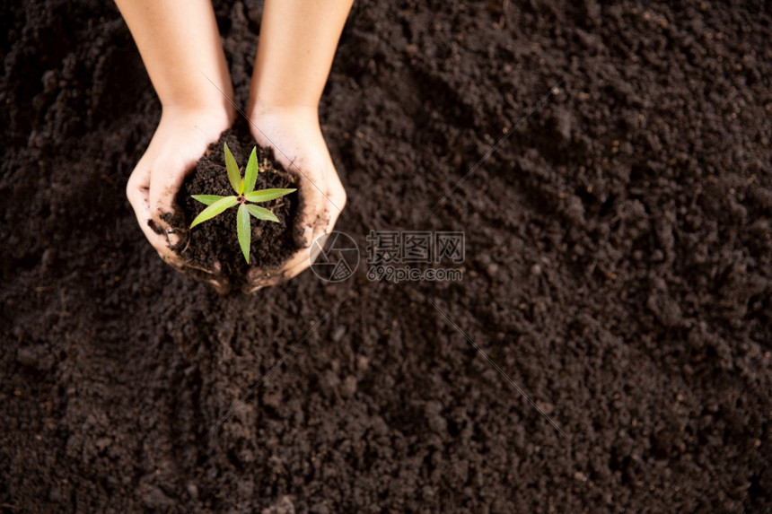 儿童手握照顾青绿植物幼苗从丰富的土壤中生长种植树木减少全球变暖种植一棵树爱的自然世界环境日植树父母关心家庭图片