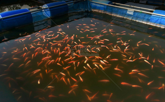 饲料水产养殖学校在北泰国的淡水鱼养殖最佳观景焦点选择重图片