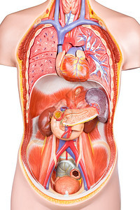 胆量身体的胃白底切除器官的人工体躯型模图片