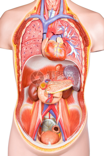 胆量身体的胃白底切除器官的人工体躯型模图片