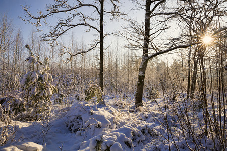 在阳光明媚的天气中冬季风景以至森林的枯萎树木被雪覆盖大漂流冬季风景晒太阳观想知道晚上图片