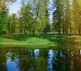 景观河边在岸边与其它树木一起的绿柳在水中反射一棵树威尔特郡图片