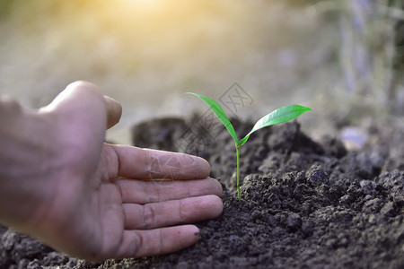 叶子人们手里握着树苗准备植种和的木草苗保护花园图片