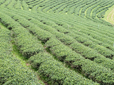 叶子当地Thaaln北部茶场山坡上的有机茶水槽夏天草地图片