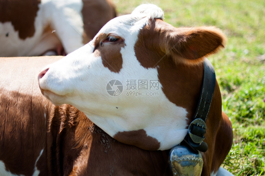 夏季牛群在巴伐利亚阿尔卑斯山脉放牧周围有苍蝇大约夏天景观图片