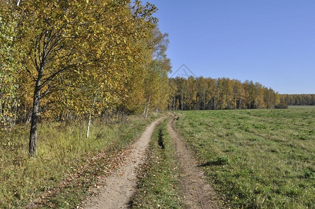 白天秋Birch森林和草地之间的球道路痕迹图片