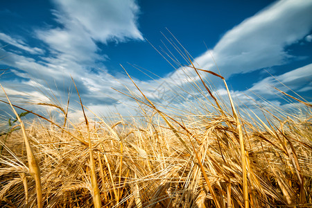 大麦户外场景小的金耳朵对蓝云天空黄金小麦的耳朵对蓝天图片