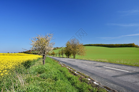 油菜花美丽的田野附近沥青路Brassicanapusnapus风景优美农村图片