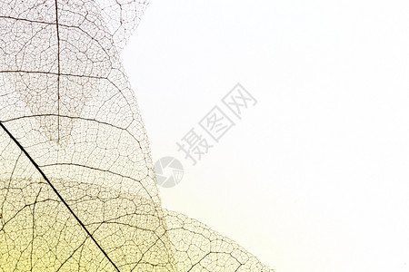 品尝樱桃带有复制空间的顶视图透明树叶液体图片