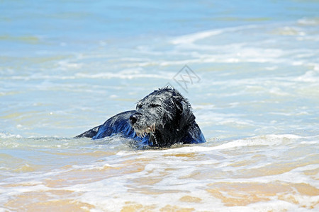 黑狗从海中游进水里岸线孩子男生图片