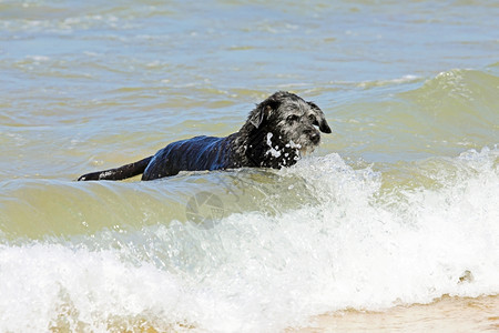 有趣的天空黑狗从海中游进水里夏令图片