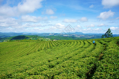离开阳光明媚的越南达拉Dalat景色令人印象深刻天空云彩繁丽山连环远人们在农场美丽的茶叶种植园纬度户外图片