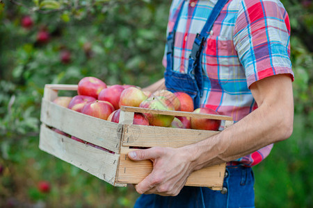 甜的摘苹果一箱特写个男人在花园里拿着一篮子红苹果有机摘一个男人在花园里拿着一篮子红苹果环境植物图片