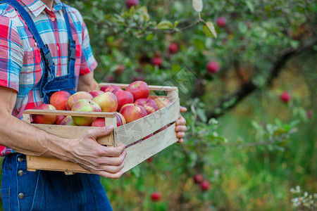 有机的摘苹果一箱特写个男人在花园里拿着一篮子红苹果有机摘一个男人在花园里拿着一篮子红苹果收成栽培的图片