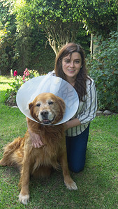 绿色叶子日落时分美丽的西班牙裔年轻女子在自家花园里抱着受伤的金毛猎犬脖子上挂着塑料锥犬类图片