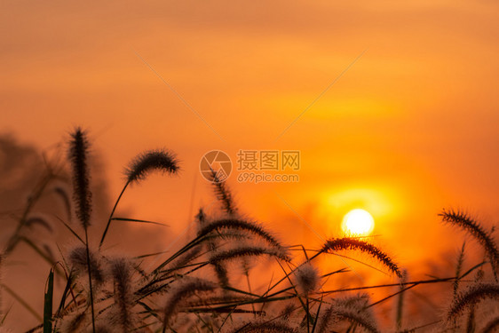 日出快乐的黄色清晨黎明时分青草花朵在农村橙色草原本底的金阳光田野草花与晨阳光开始新的一天或生命概念图片
