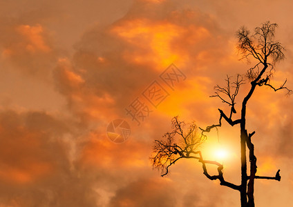 户外美丽的在橙色日落天空和云萨德和悲哀背景的恐惧树下角观光环形圆月枯木上紫夕阳天空和云悲伤背景的寒冷树底哀叹图片
