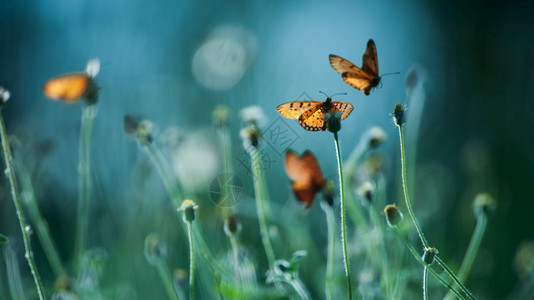 昆虫质地环境一大群君主蝴蝶在日出时花田上授粉自然模糊的背景近距离运动模糊不清图片