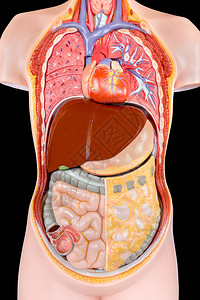 模拟人体躯在黑色背景上隔离器官内部的消化研究图片