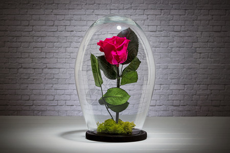 华丽的绞刑在砖墙背景前的玻璃圆顶下永恒的红玫瑰上钩了图片