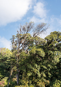 墙纸吠云高树上长着乌斯奈亚的胡须上面是山顶公园森林中的胡须看上去像乌斯尼亚大草原图片
