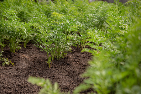 在农场种植有机蔬菜在花园床上种植小胡萝卜花蜜上种植小胡萝卜的婴儿场地自然衬套图片