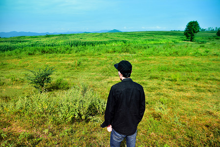 上清晨阳光照耀着自然的美丽景象后宫观赏着绿色植物田地景观背景