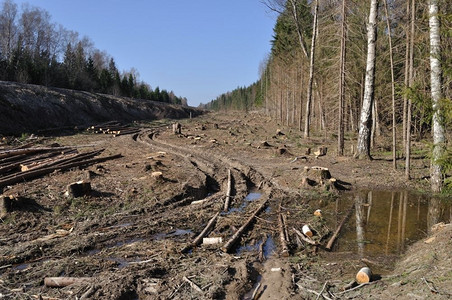 俄罗斯森林中砍伐树木和泥土道路的林地被砍伐小路柴吠图片