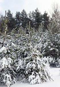 分支冬季雪在下后出现冬季的雪流在天飘动季景观霜图片