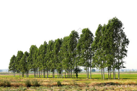 泰国水稻田中的Eucalyptus森林用于造纸业景观乡村的分支图片