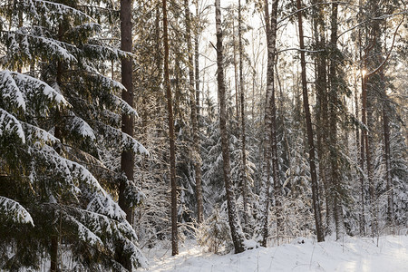 冬季雪在下后出现冬季的雪流在天飘动季一种漂移植物图片