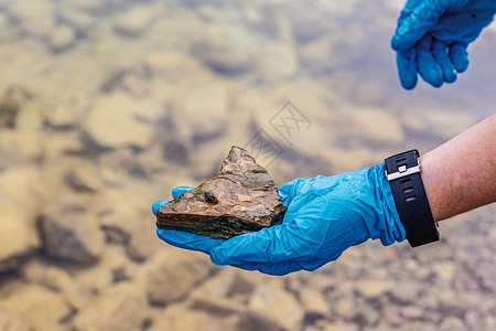 防水的干净朋克蓝手套握岩石样本与MussleSnail水生壳鱼接近图片