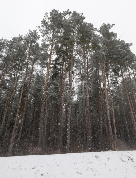 高的冬季雪在下后出现冬季的雪流在天飘动季凉爽的节图片