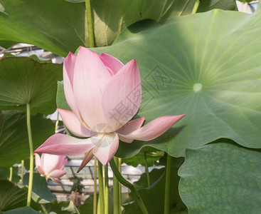 荷花在池塘里图片