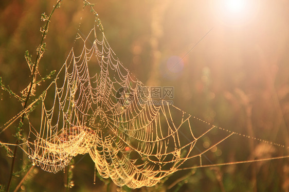 生长黎明时在阳光下的田野中叶片大牛网Spiderrsquos黎明时在阳光下的夏季田地中网黎明时夏季田地黎明时草上的露珠棕褐色夏季图片