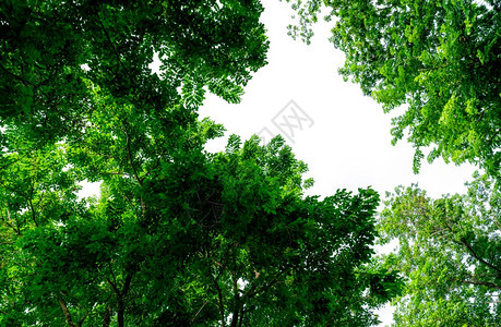 可选择的有地关注树木在明白的天空树上有绿色叶子阳光明媚的白天有绿叶子Bush树上有绿公园里枝和井状新鲜环境绿植物给花园提供氧气新图片