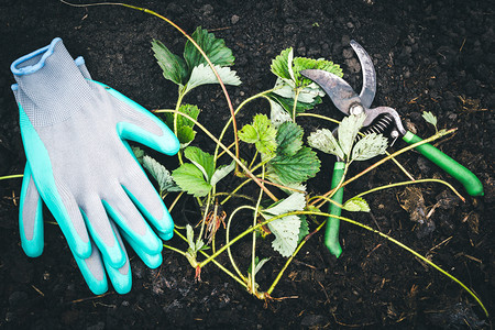 在花园工具的春作在新鲜地面上打刷手套种植物中准备草莓灌木树苗生态土地蔬菜图片